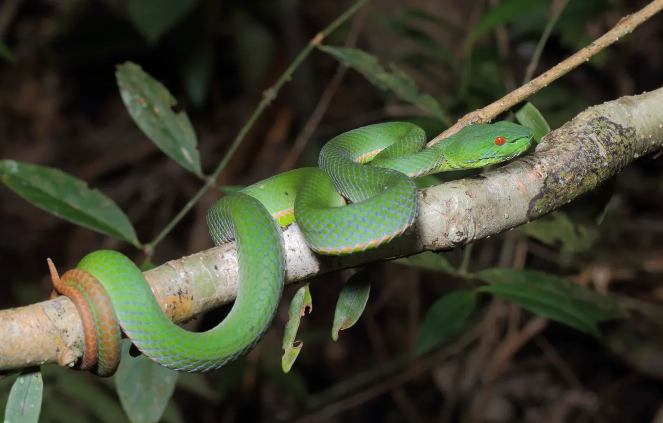 Фото обои змея, ветка, зелёная, держится хвостом