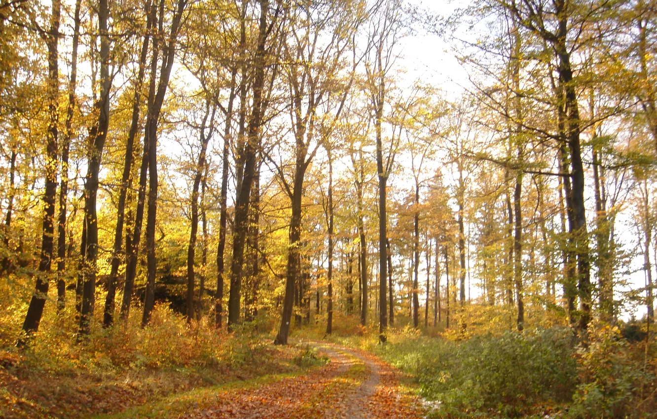 Фото обои осень, лес, листва, тропа, forest, Autumn, leaves, path