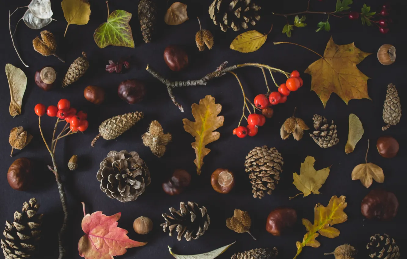 Фото обои autumn, leaves, nuts