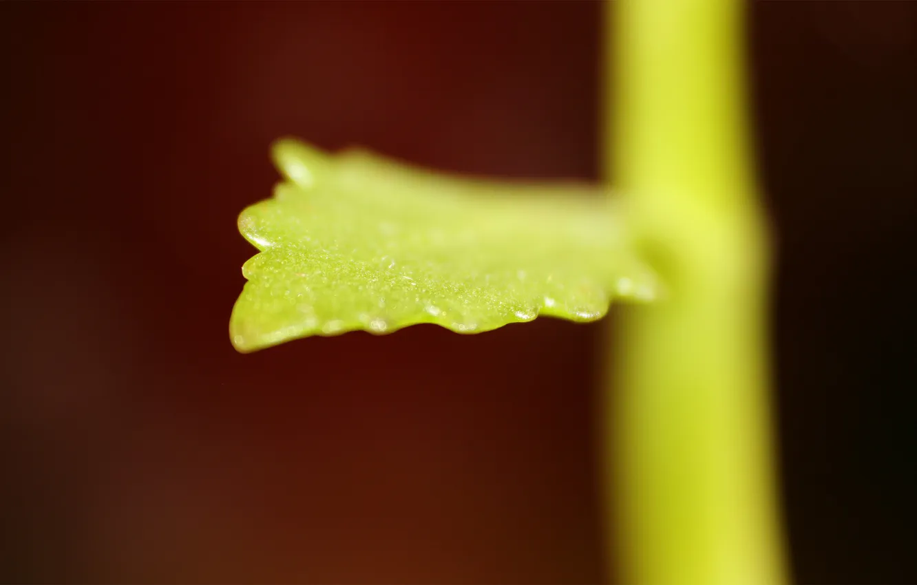 Фото обои росток, маленький, листик, leaf