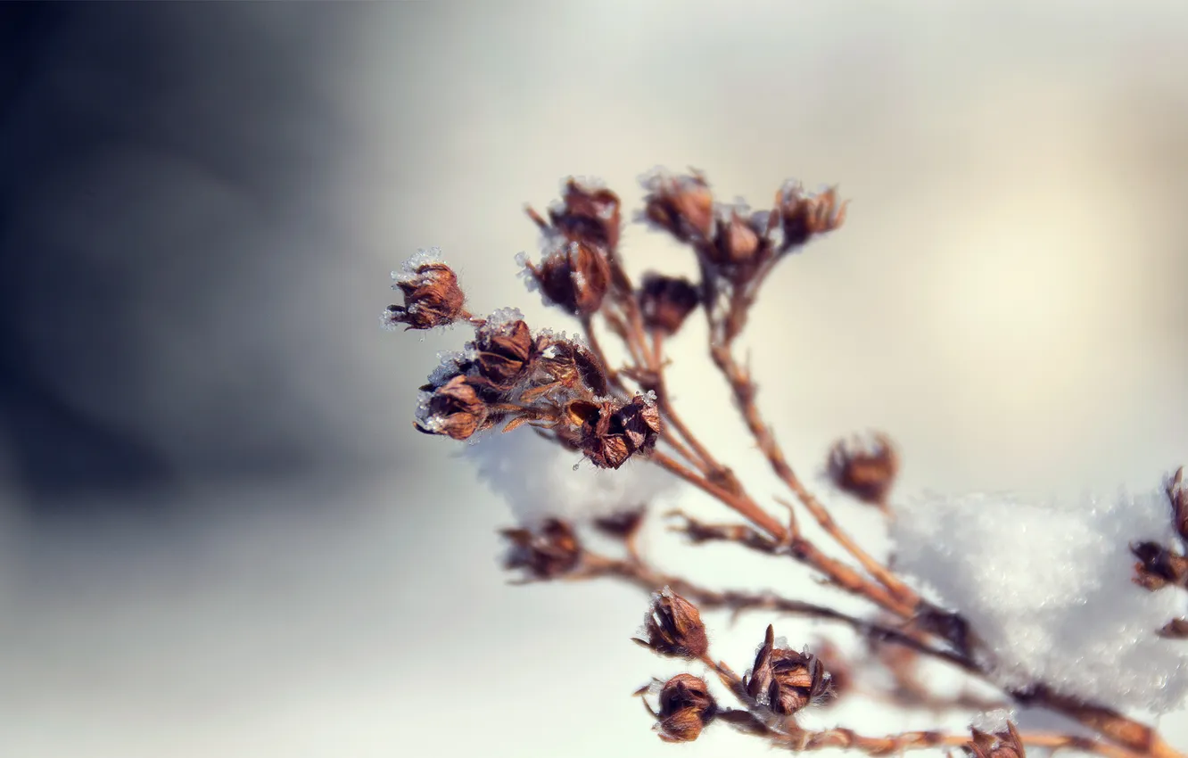 Фото обои иней, макро, снег, природа, растение, ветка