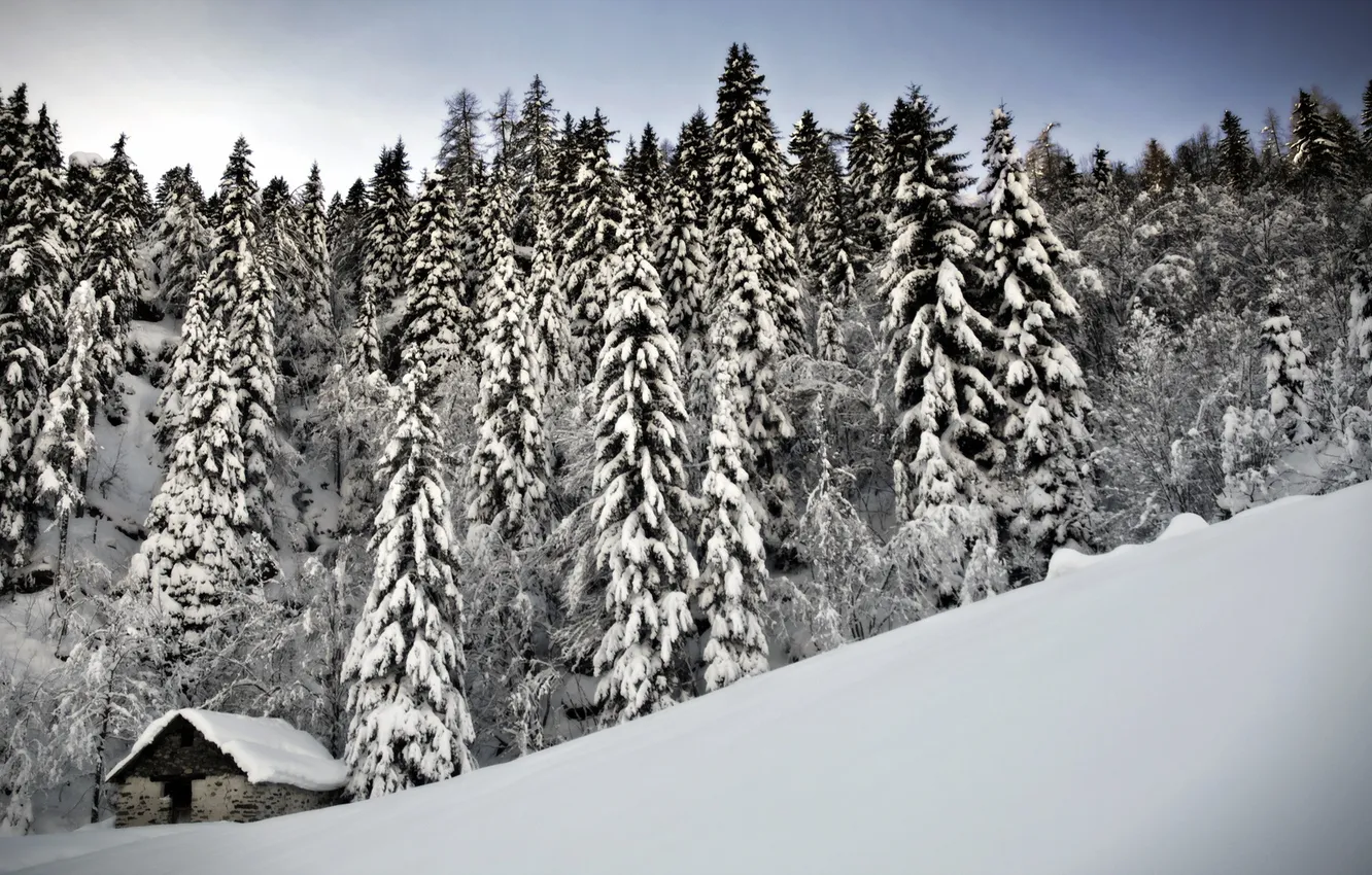 Фото обои зима, снег, деревья, дом