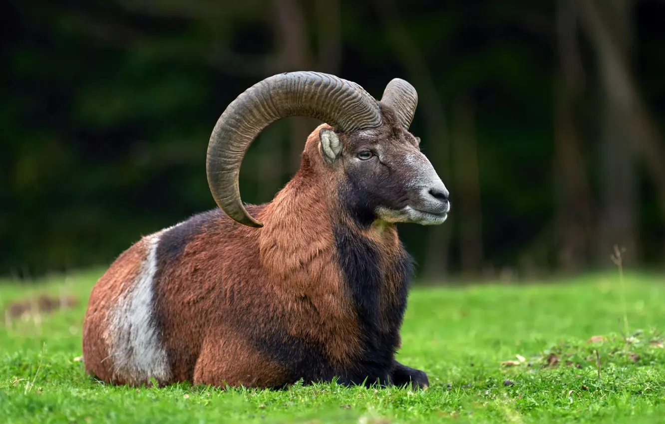 Фото обои big, sitting, round, horn, european, mufflon