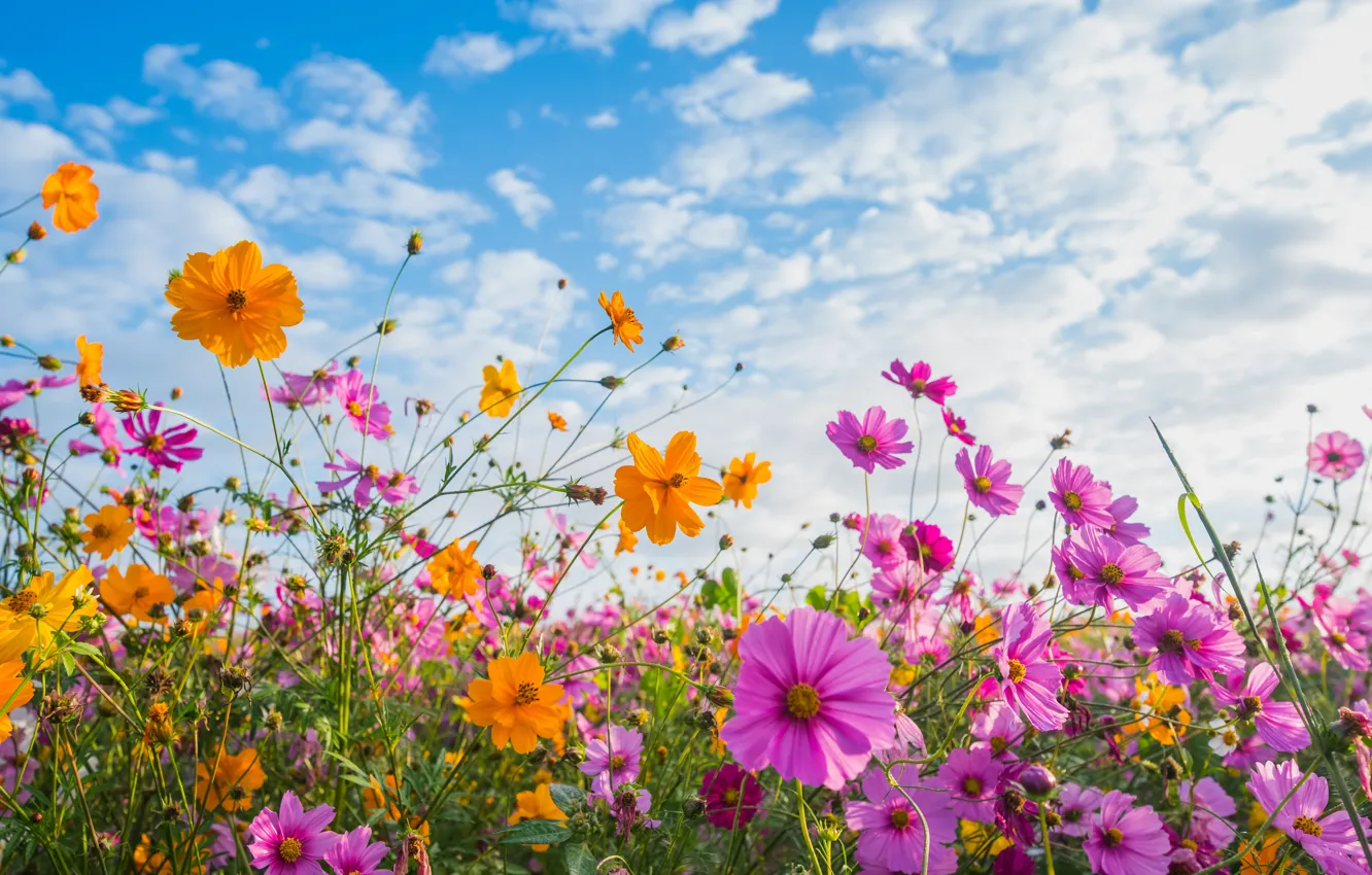 Фото обои поле, лето, небо, солнце, цветы, colorful, луг, summer