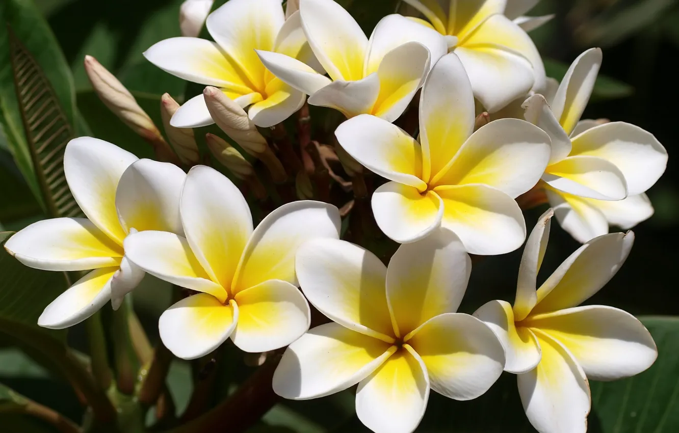 Фото обои белый, цветы, желтый, плюмерия, франжипани