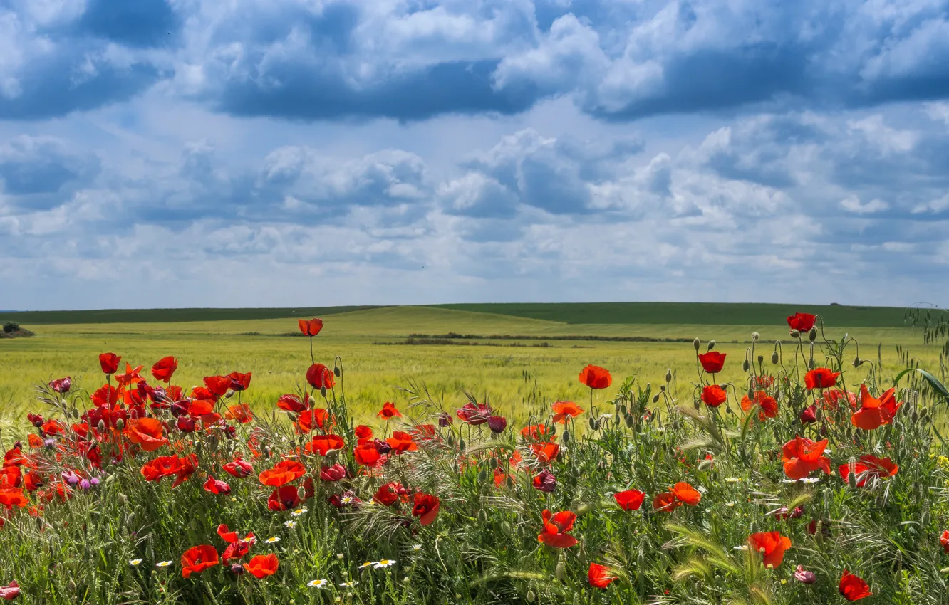 Фото обои поле, облака, цветы, маки, Испания, Вальядолид