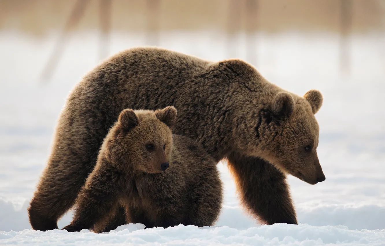 Фото обои снег, медведи, медвежонок, медведица