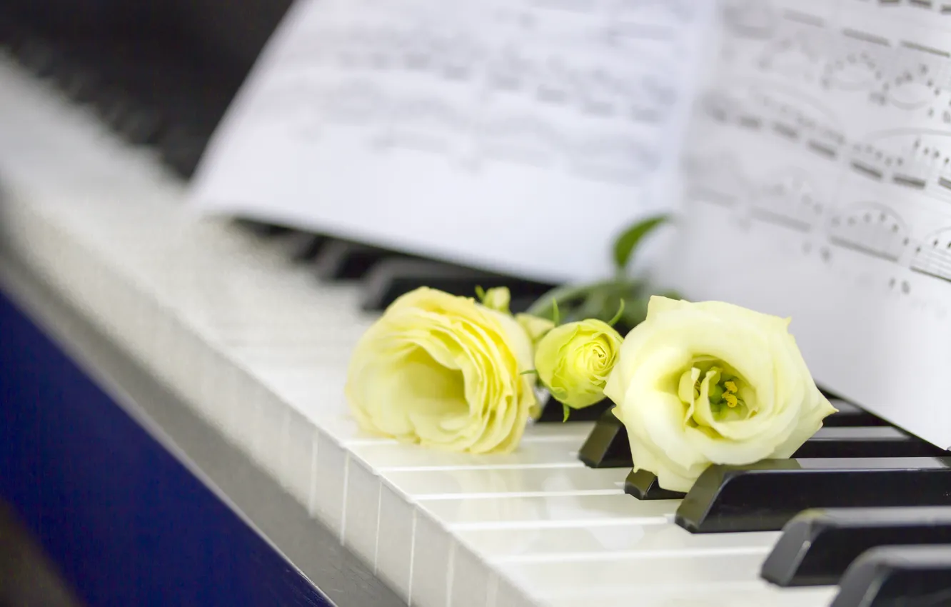 Фото обои цветы, ноты, Пианино, эустома