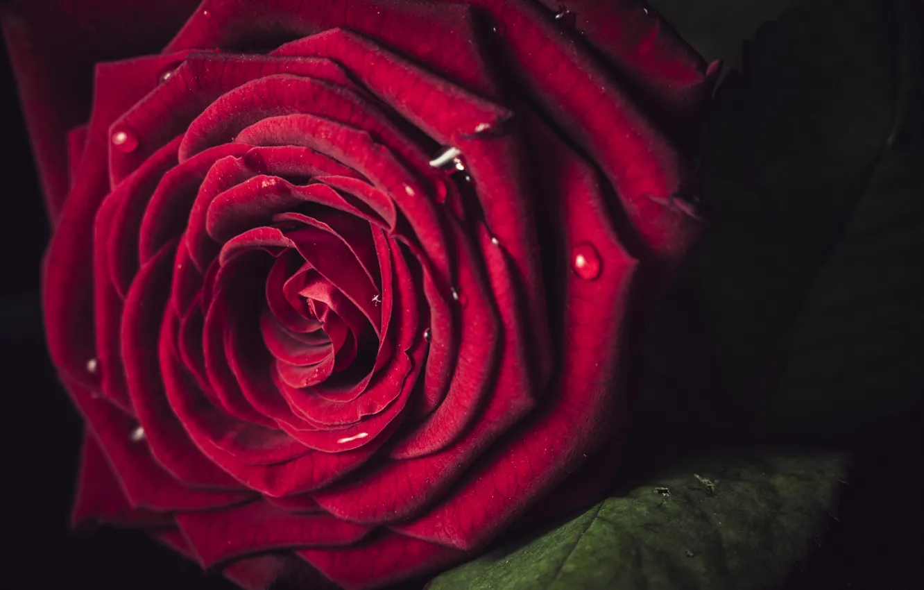 Фото обои макро, роза, бутон, красная