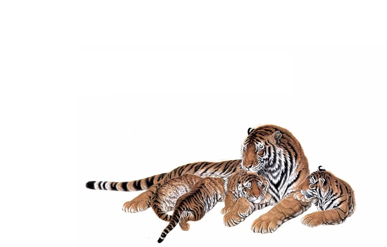 Фото обои любовь, малыши, мама, забота. ласка, тигрица, тигрята