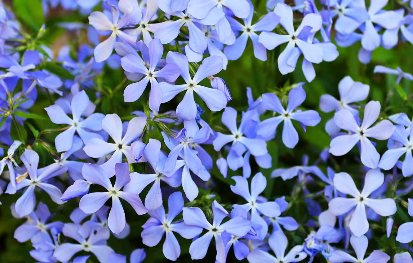 Фото обои цветы, природа, природа nature, цветы полевые, цветы голубые, цветы лето