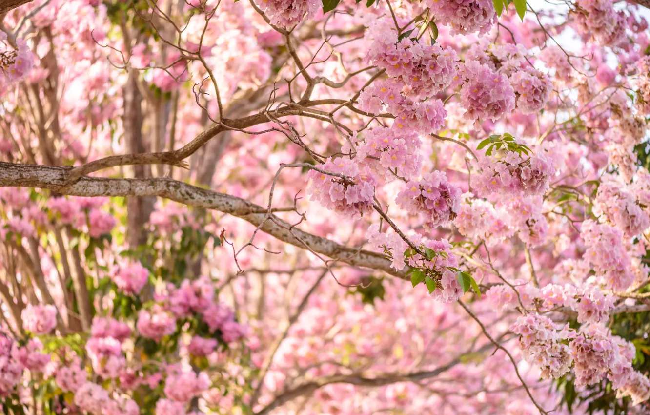 Фото обои цветы, ветки, весна, розовые, цветение, pink, blossom, flowers