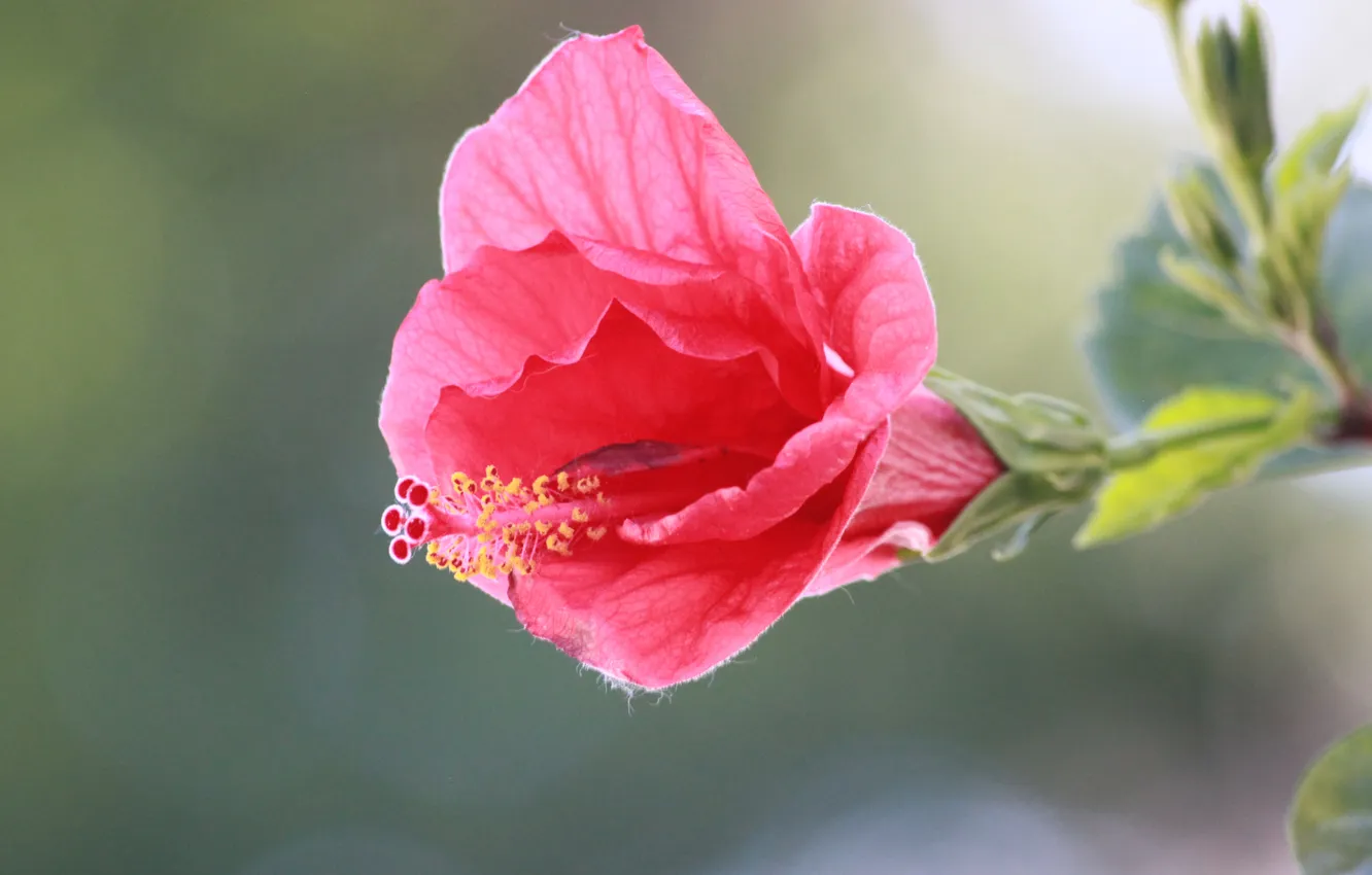 Фото обои цветок, розовый, лепестки, стебель