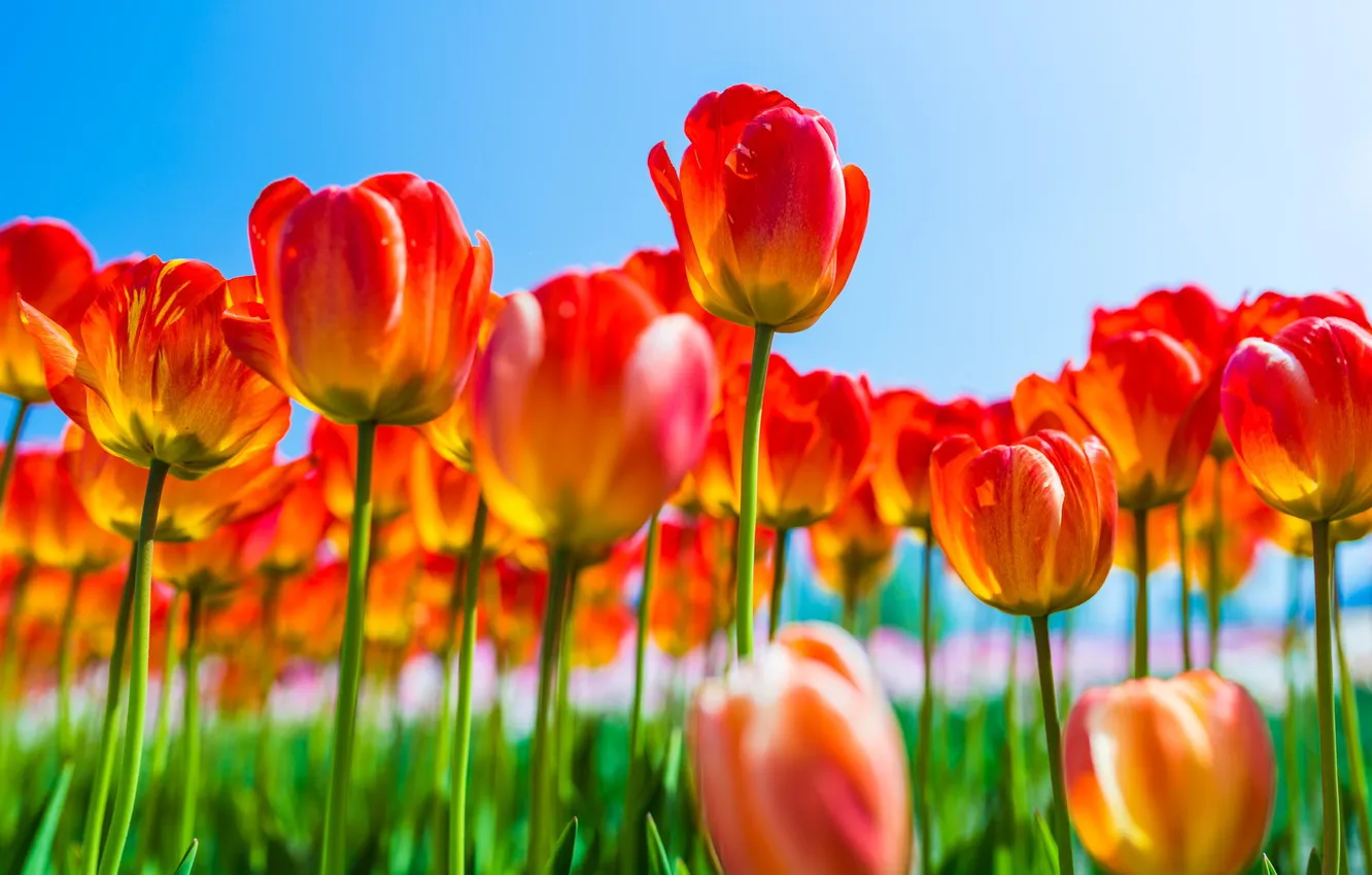 Фото обои цветы, весна, тюльпаны, красные
