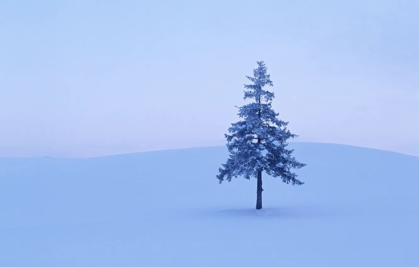Фото обои зима, снег, Дерево, 158