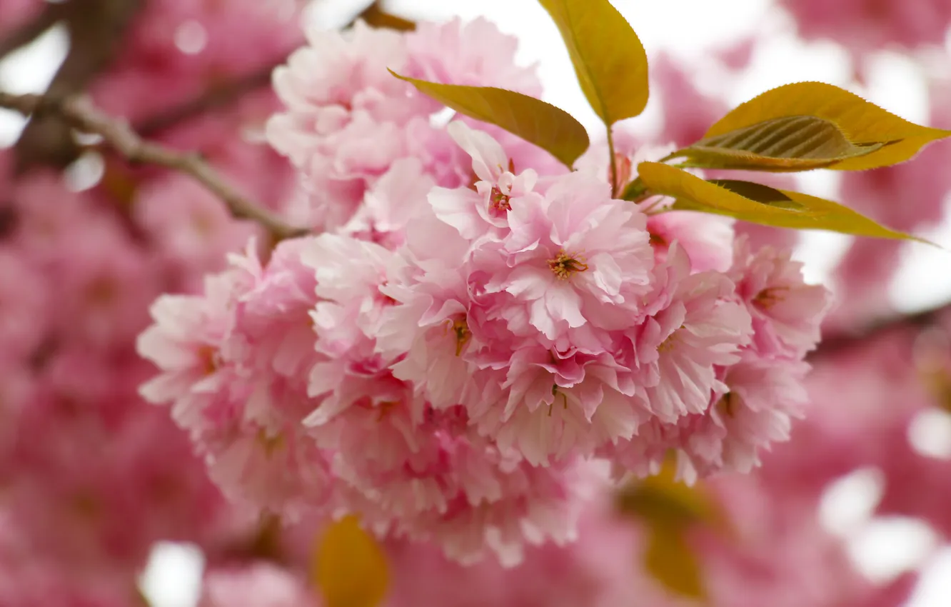 Фото обои flower, spring, twig, blloming, Japanese cherry