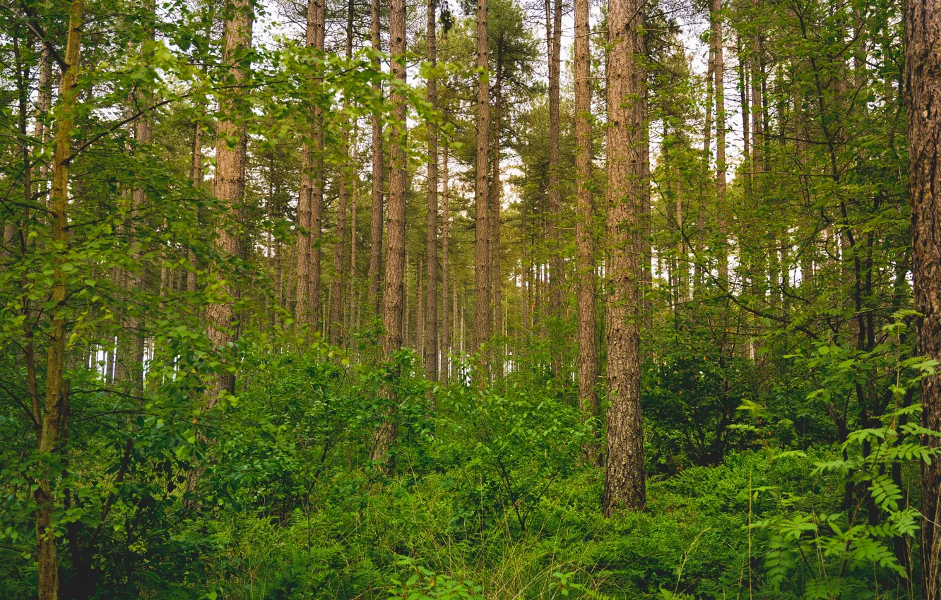 Фото обои зелень, лес, деревья