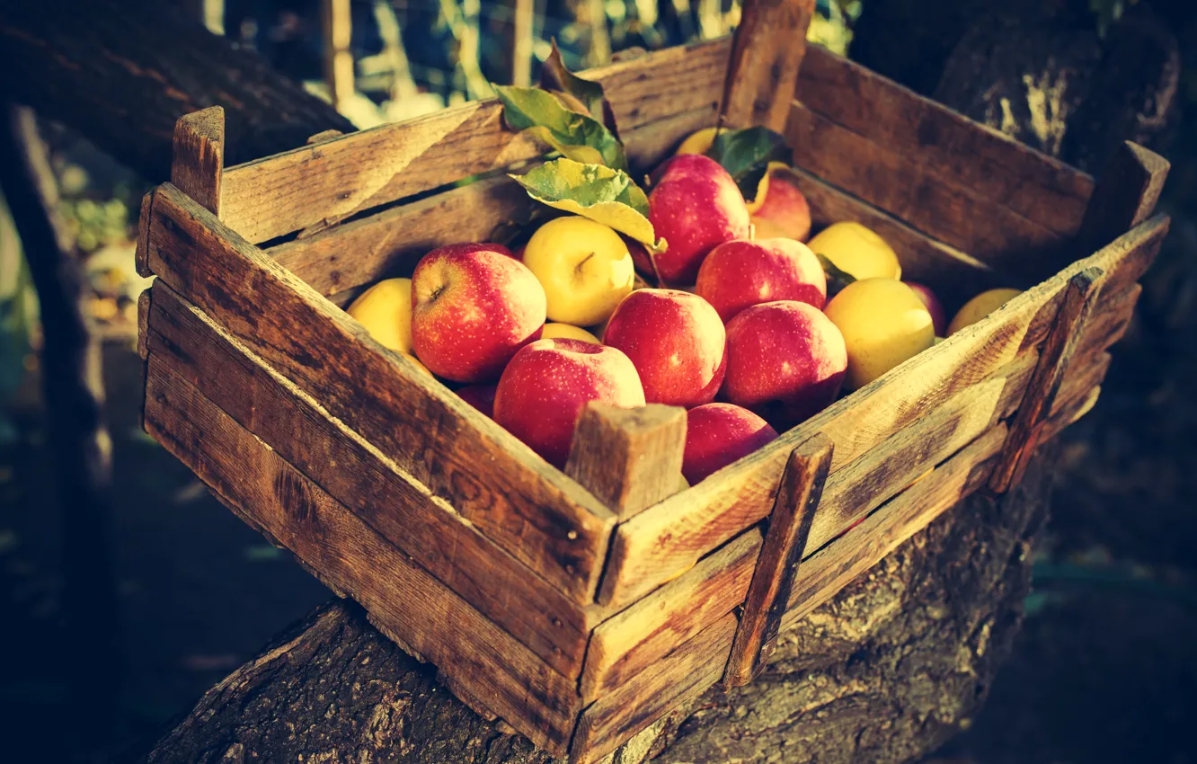 Фото обои яблоки, сад, урожай, фрукты, ящик