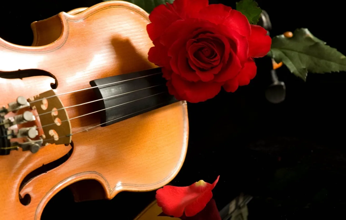 Фото обои музыка, скрипка, роза, красная