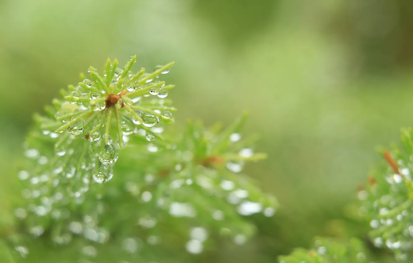 Фото обои water, macro, drops, spruce, twig