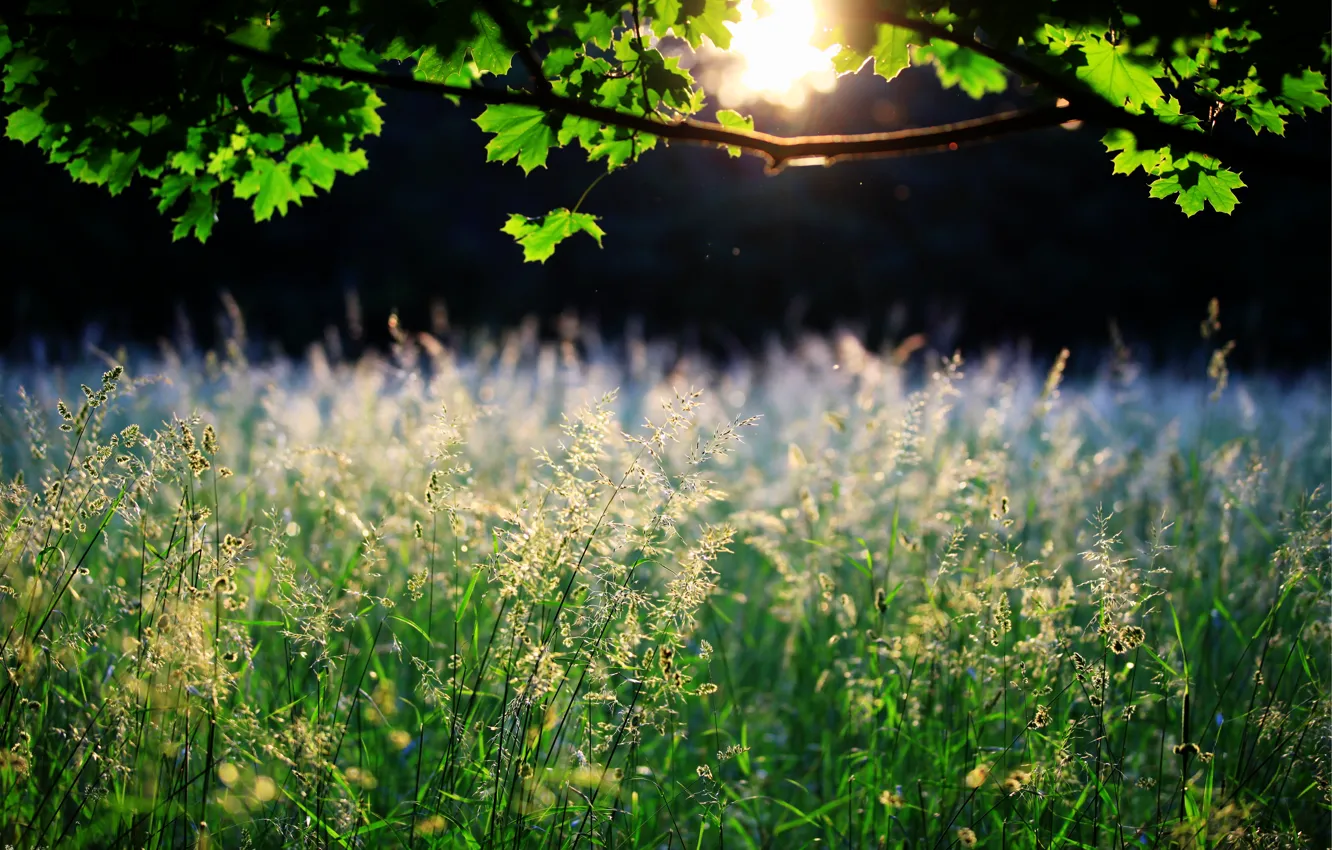 Фото обои трава, листья, солнце, природа, дерево, колоски