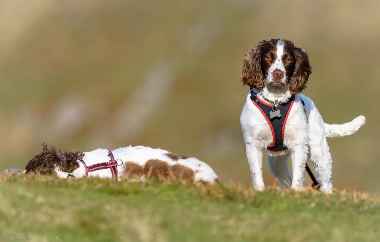 Фото обои собаки, спаниель, Английский спрингер-спаниель