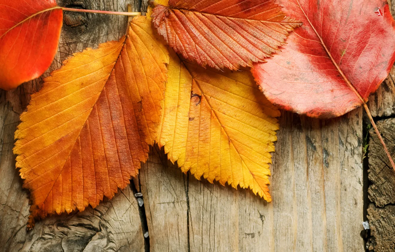 Фото обои осень, листья, wood, autumn, leaves, fall