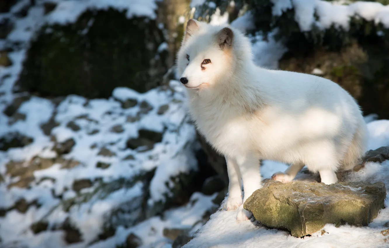 Фото обои песец, полярная лисица, Arctic Fox