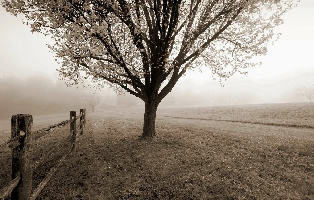 Фото обои дорога, туман, дерево, забор