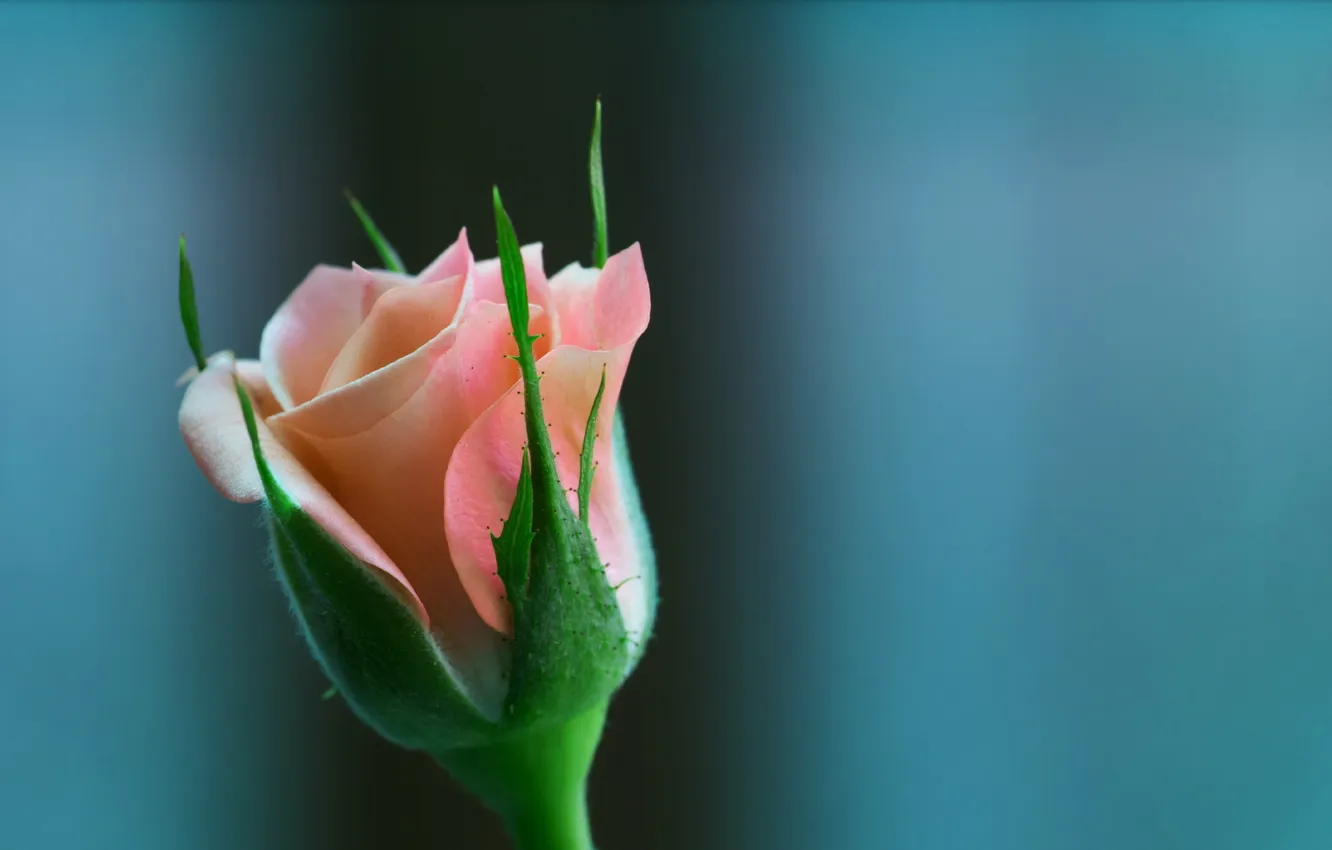 Фото обои цветы, фон, роза