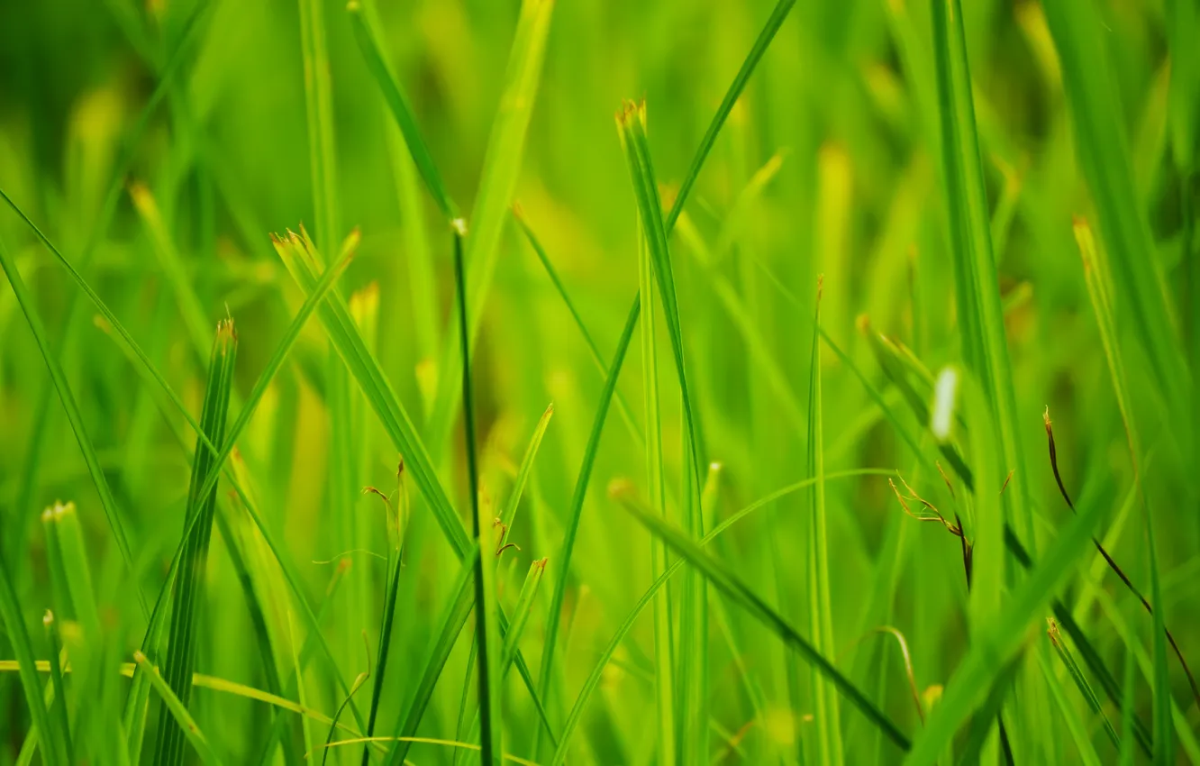 Фото обои лето, трава, макро, природа
