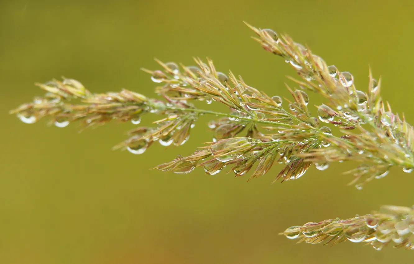 Фото обои grass, drops, blades