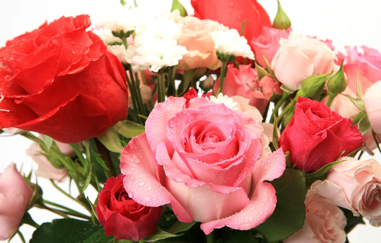 Фото обои цветы, красивая, flowers, beautiful, Букет из роз, Bouquet of roses