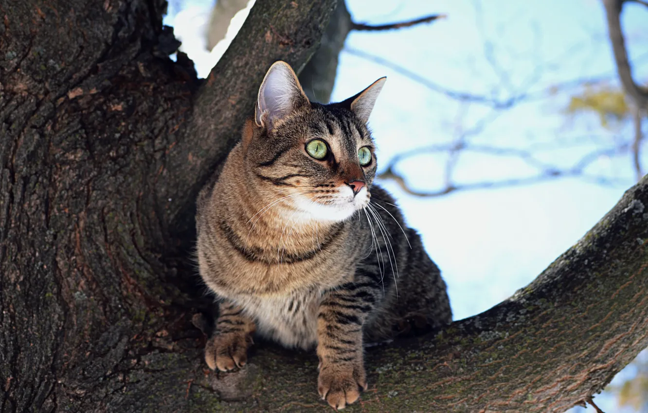 Фото обои Дерево, Кошка, Tree, Cat