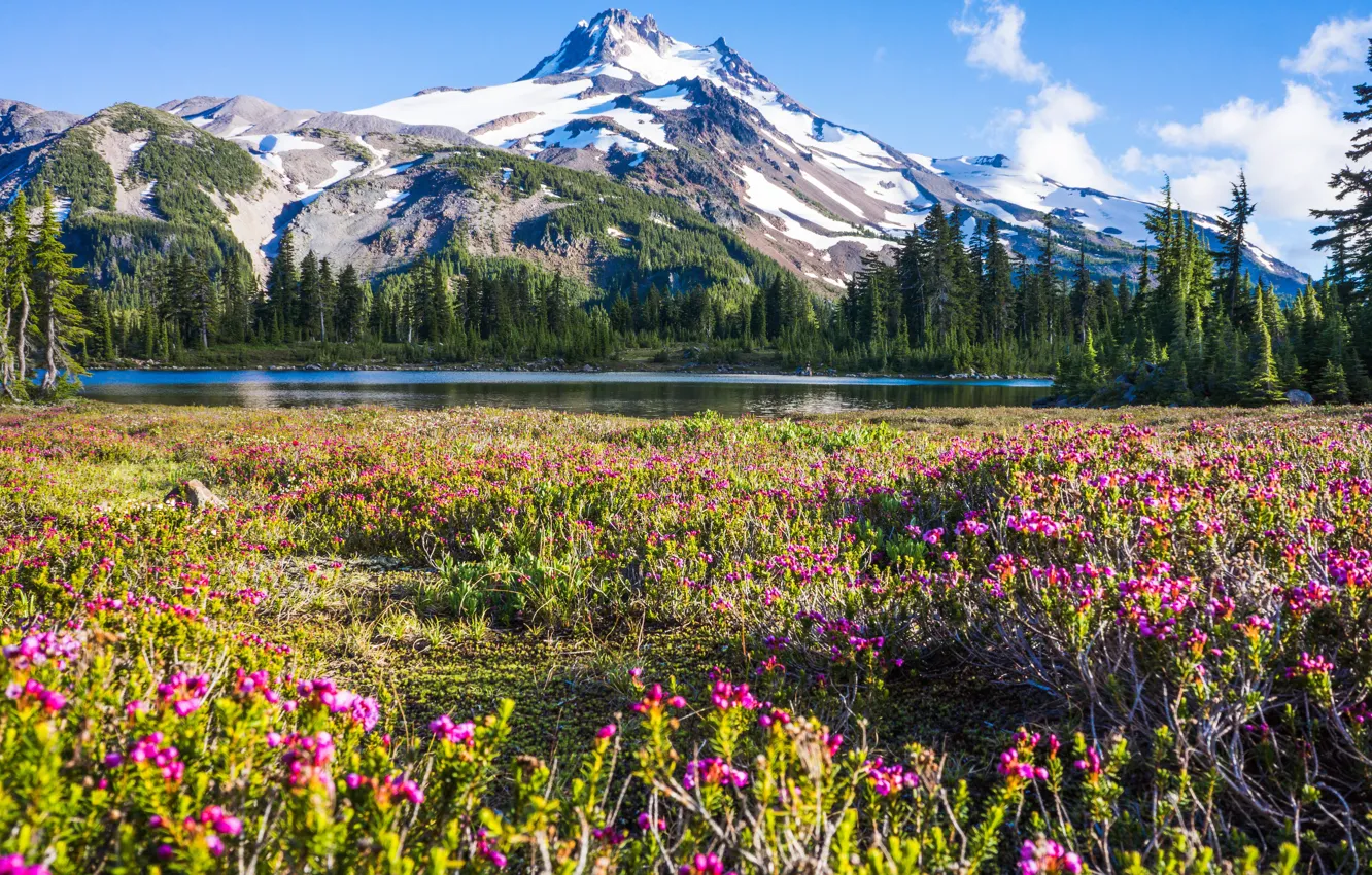 Фото обои цветы, горы, озеро, луг