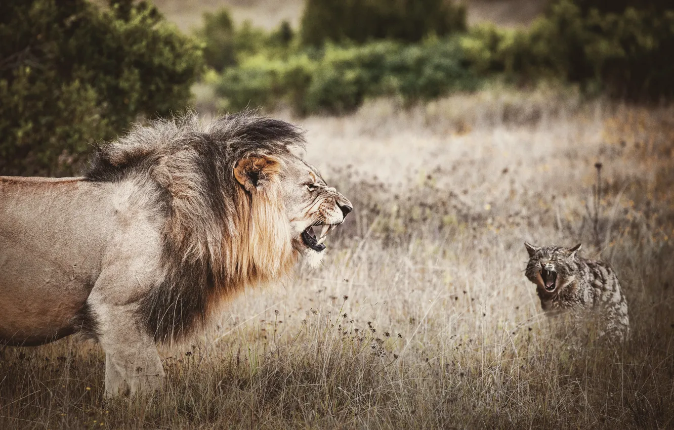 Фото обои поле, кот, природа, хищники, ситуация, обработка, противостояние, лев