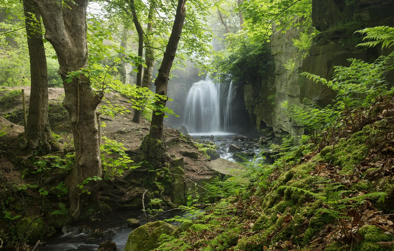 Фото обои лес, ручей, Англия, дымка, Derbyshire, Peak District