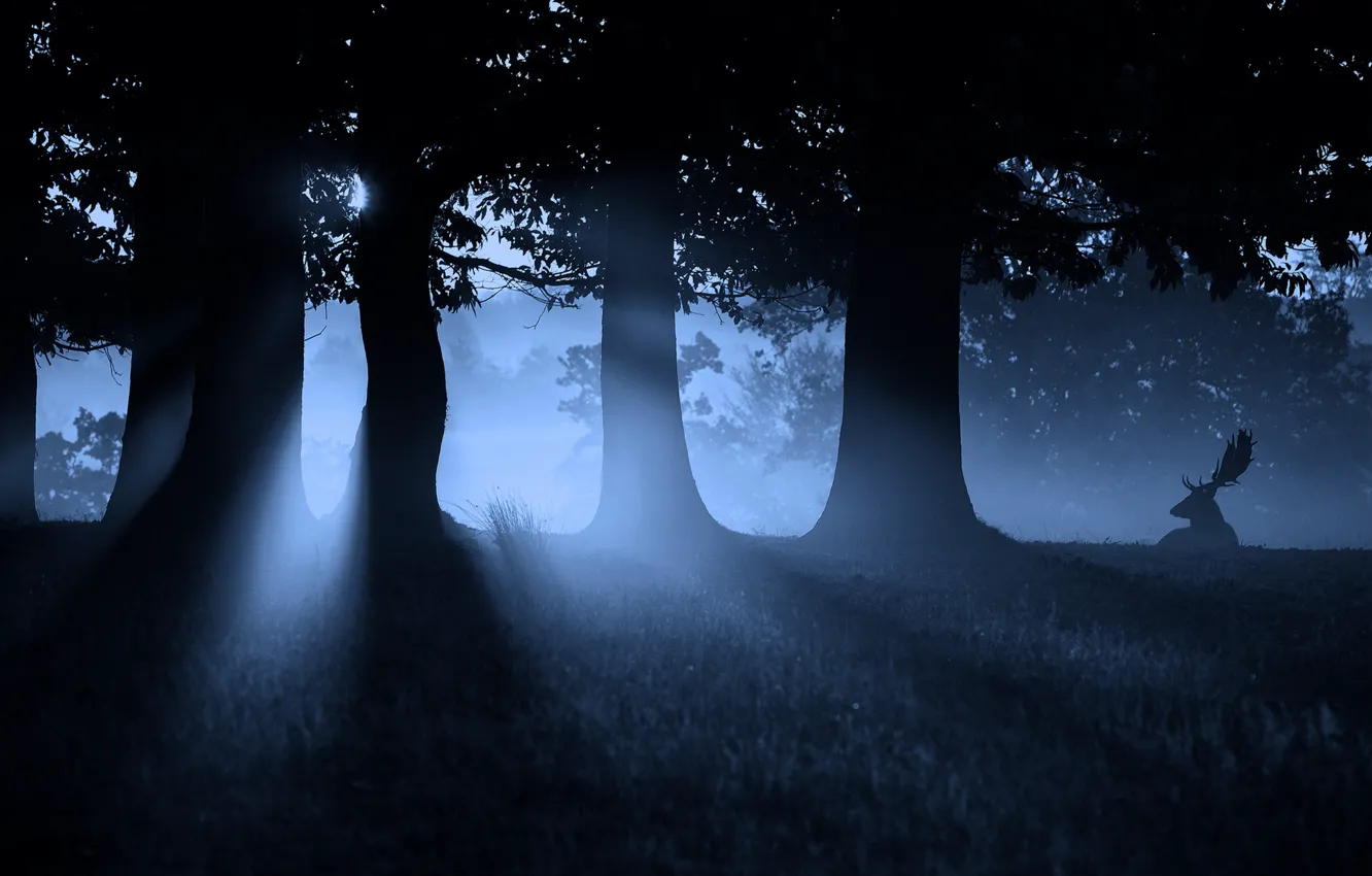Фото обои лес, свет, ночь, отдых, олень, рога