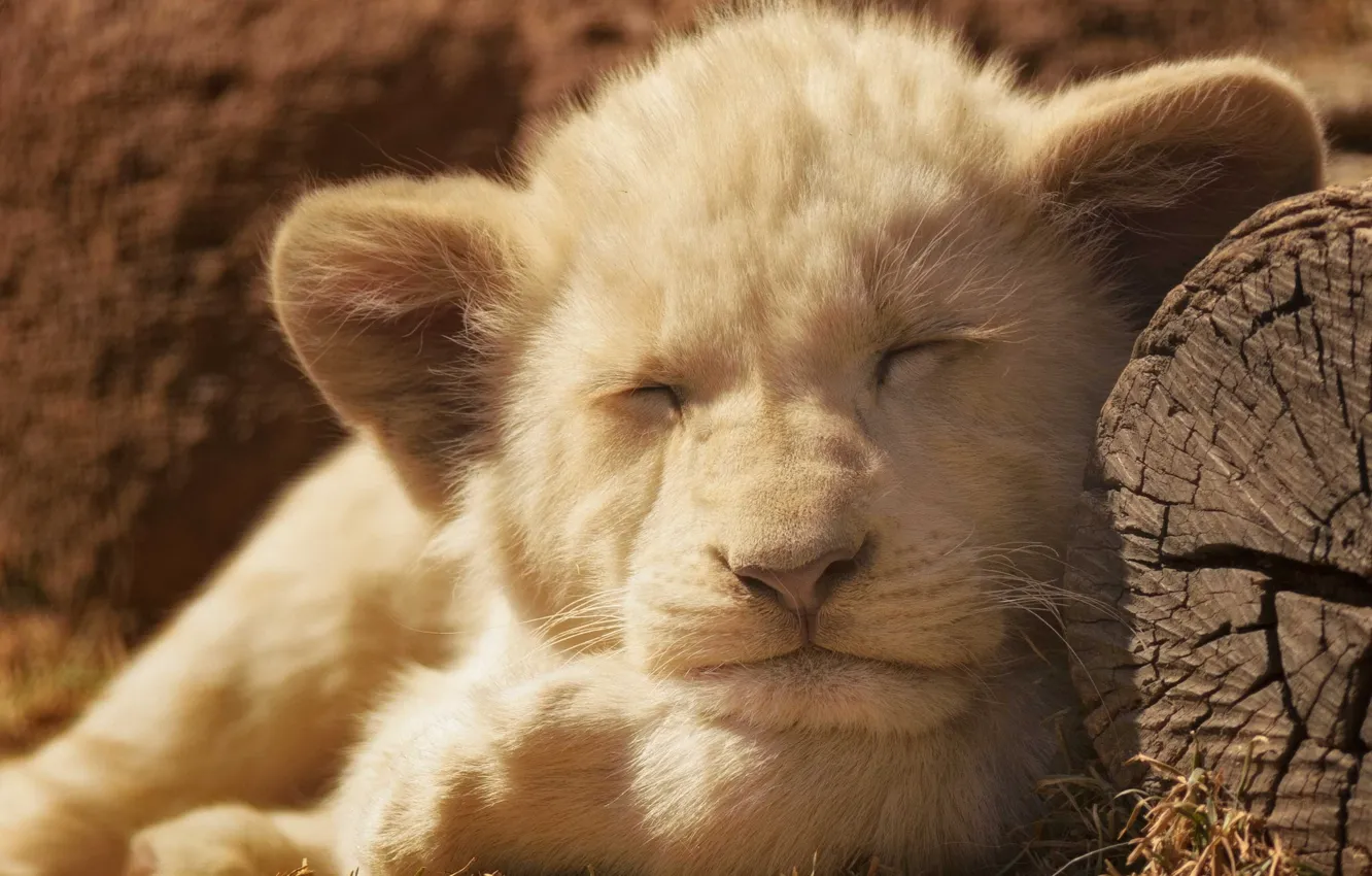 Фото обои лев, львёнок, спящий