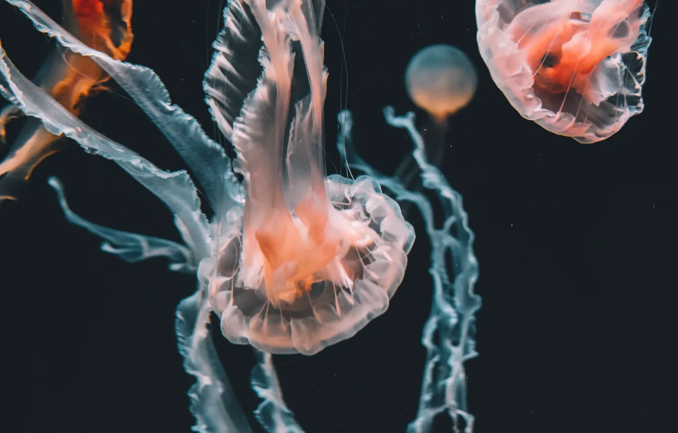 Фото обои вода, медуза, медузы, щупальца, под водой