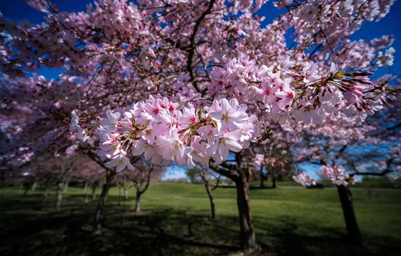 Фото обои деревья, весна, сад, Новая Зеландия, цветение, New Zealand, цветки