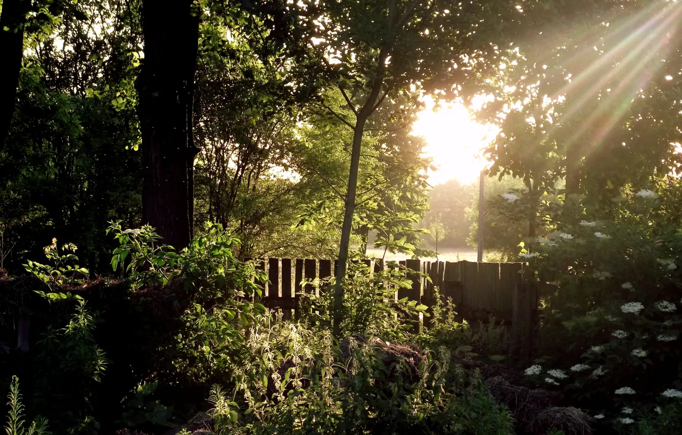 Фото обои деревья, забор, сад, солнечный свет, sunrise in the garden