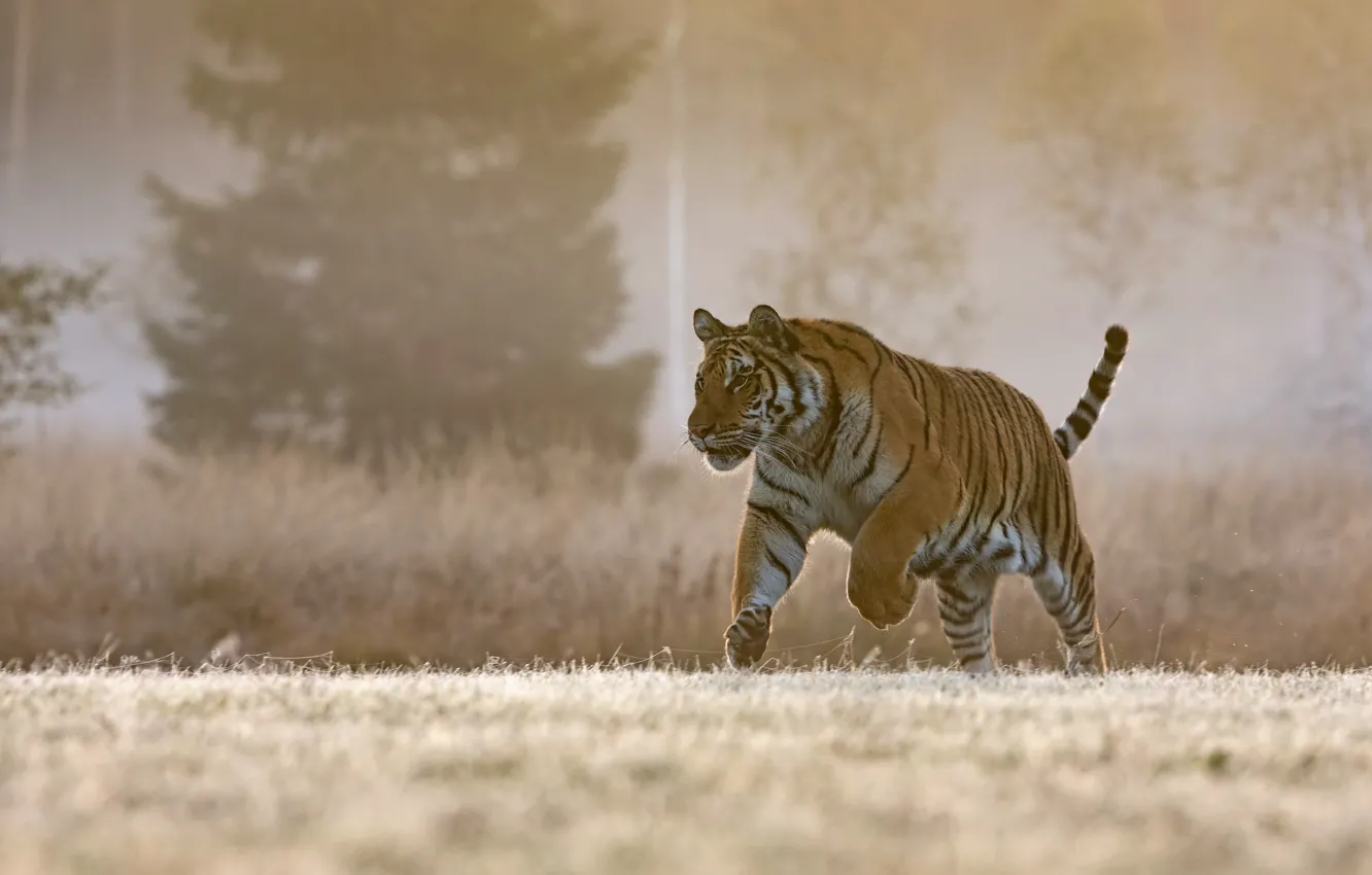 Фото обои природа, тигр, прогулка