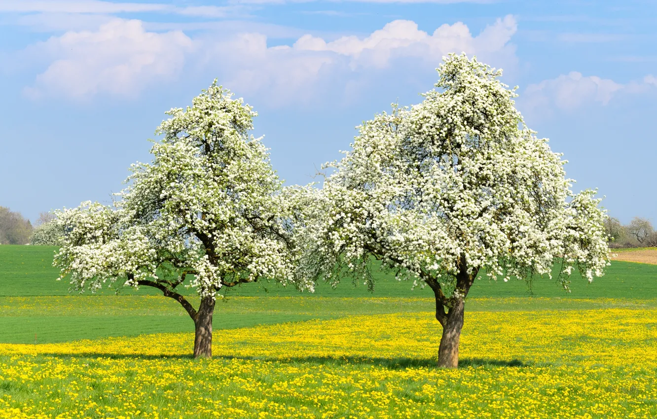 Фото обои деревья, настроение, весна, цветение