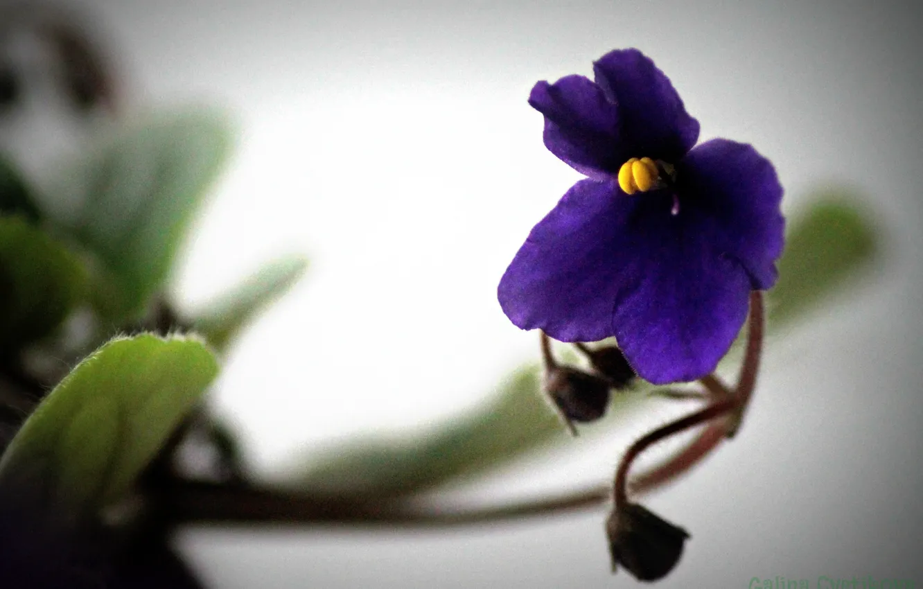 Фото обои фиолетовый, листья, красиво, фиалка