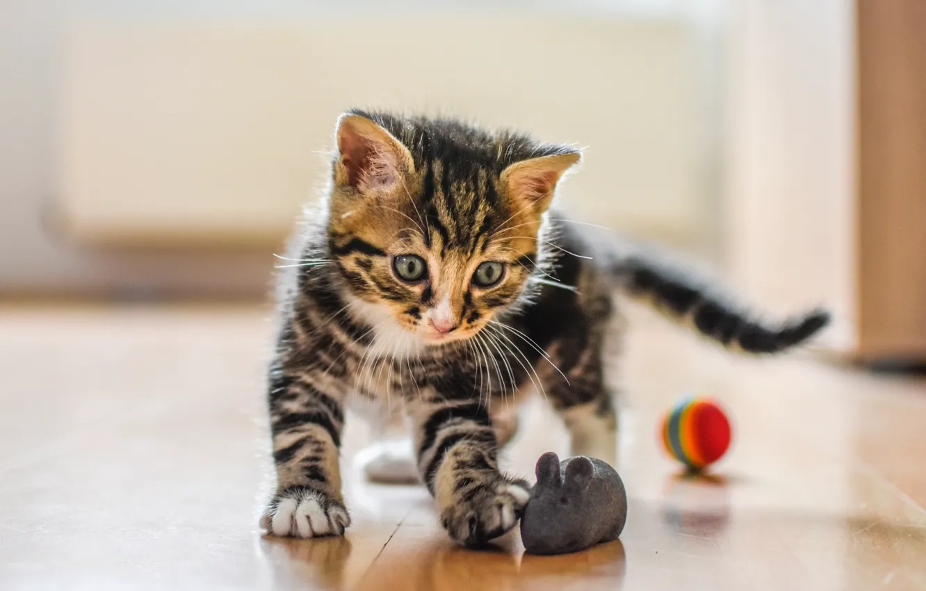 Фото обои кошка, взгляд, котенок, серый, фон, комната, игрушка, игра