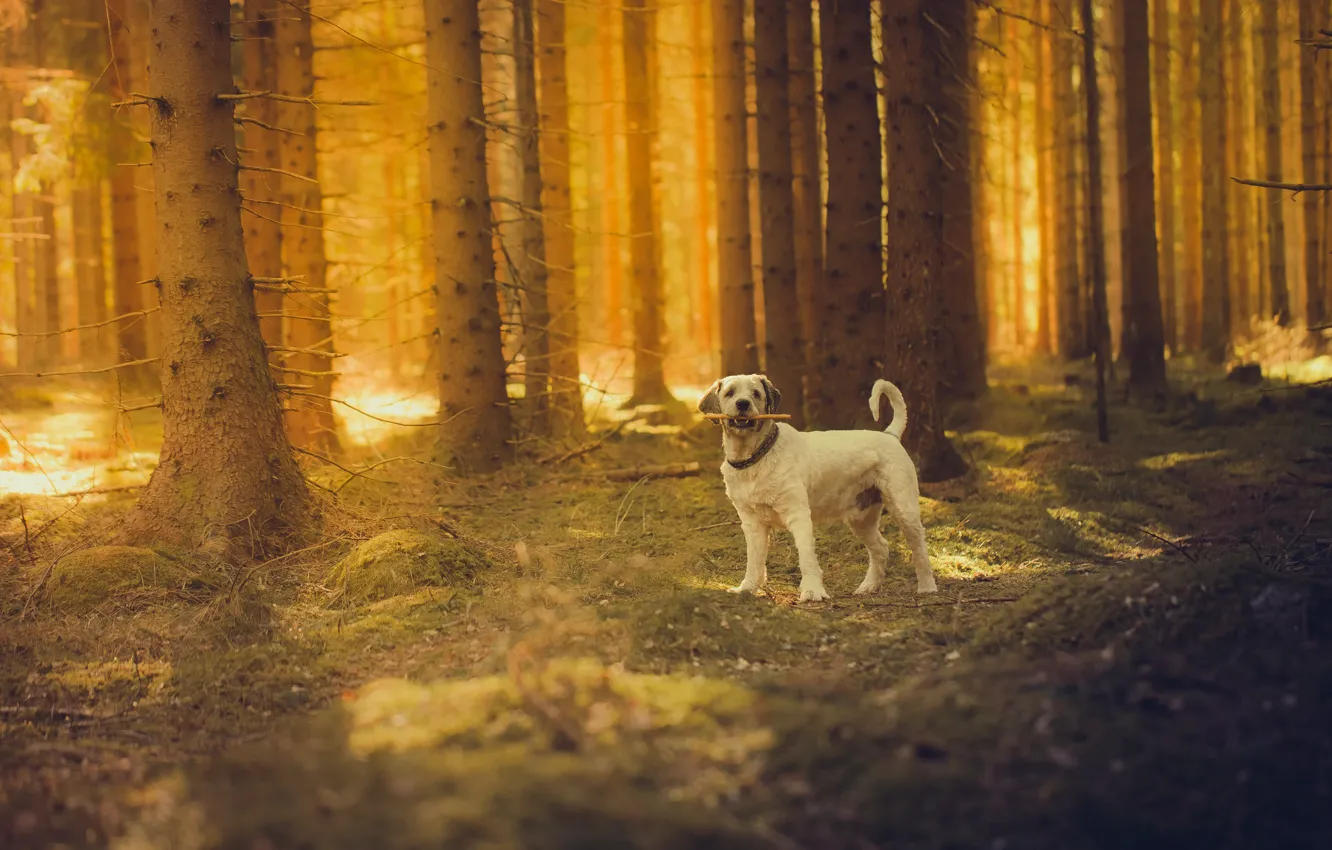Фото обои лес, солнце, собака