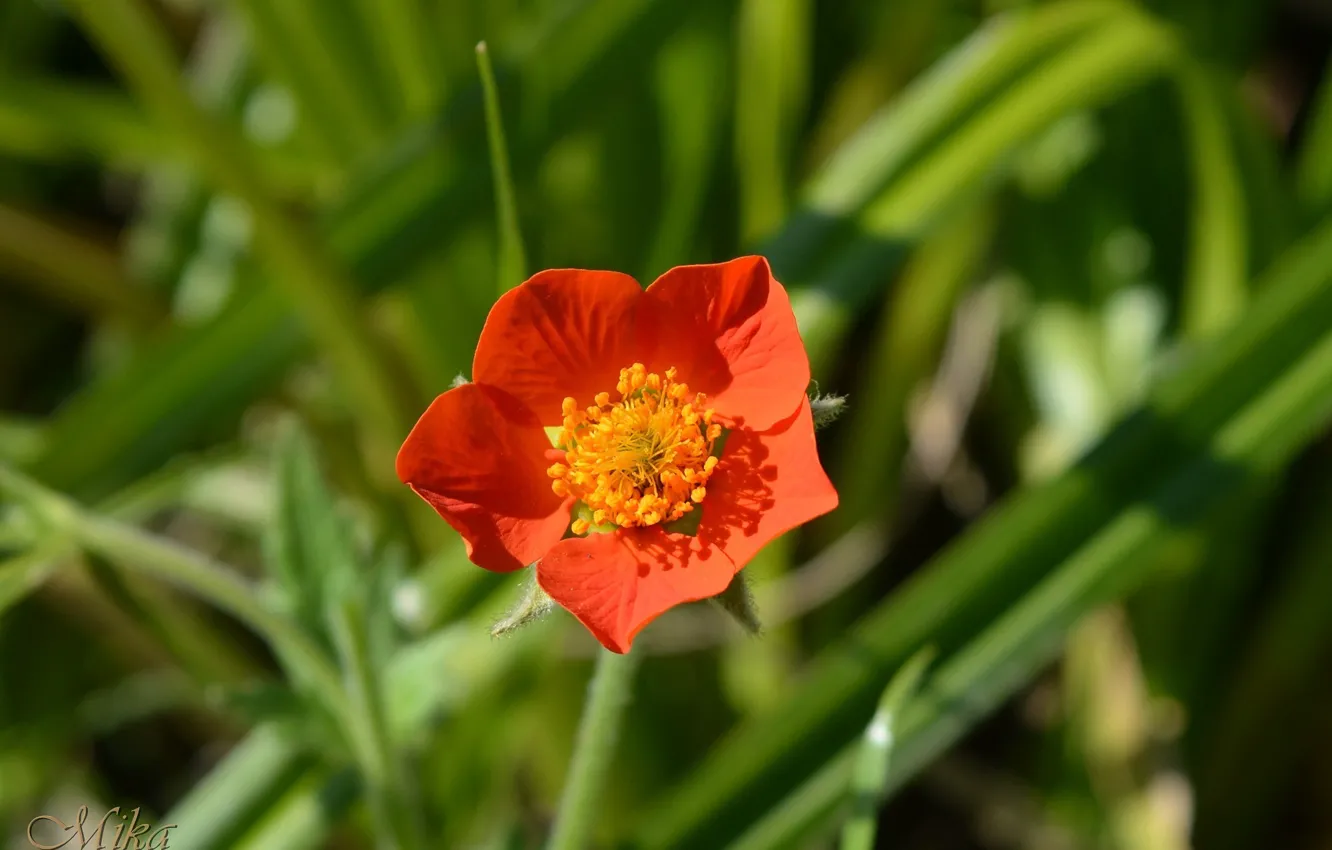 Фото обои Красный цветок, Red flower, Цветочек