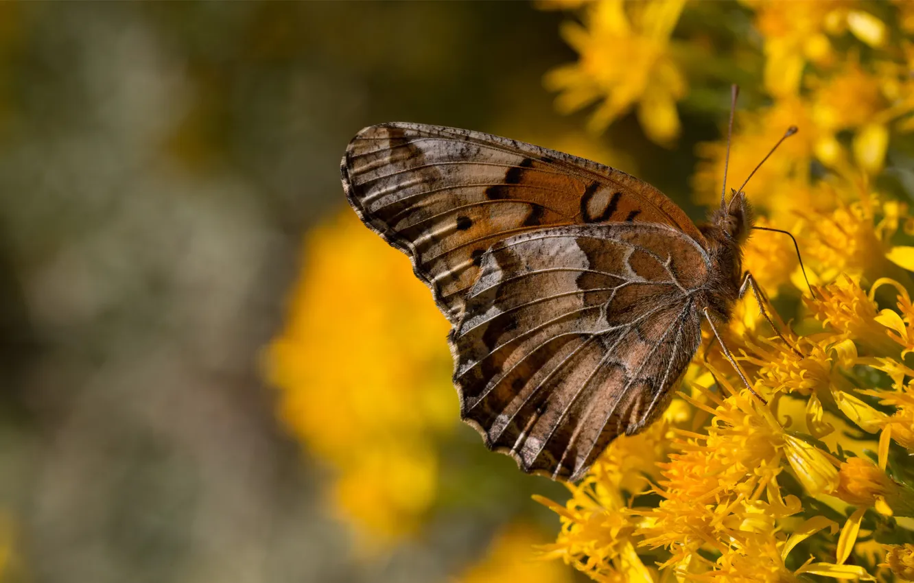 Фото обои цветы, фон, бабочка, крылья, желтые