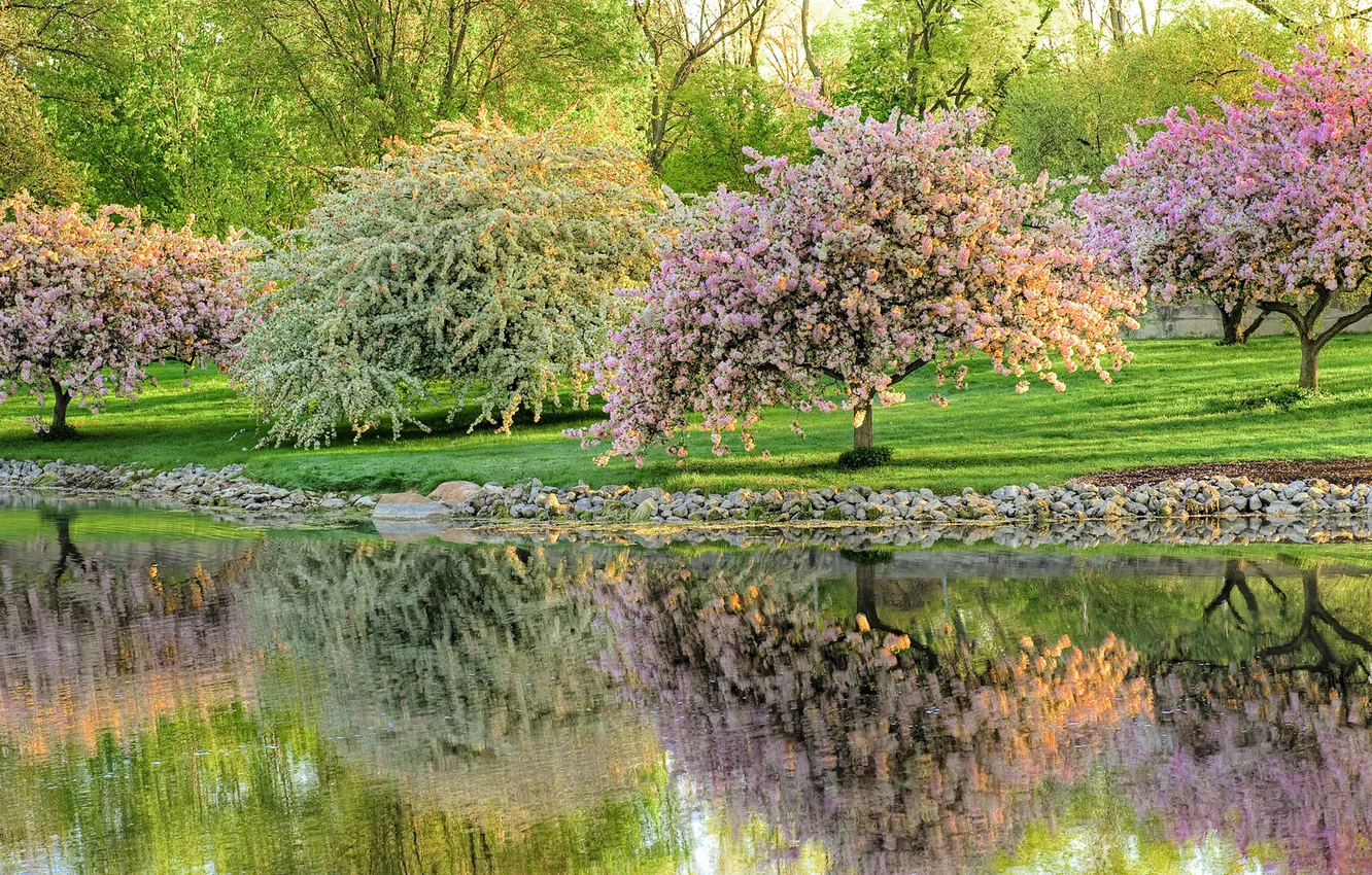Фото обои деревья, пруд, парк